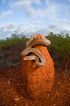 Olive python (Liasis olivaceus) perched on top of a termite mound. Many pythons shelter in hollow termite mounds when not hunting. Queensland, Australia, February