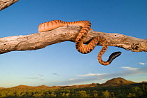 Black-headed python (Aspidites melanocephalus) perched on a tree branch overlooking the Australian outback. Queensland, Australia, February