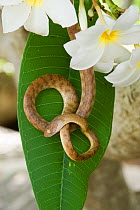 Brown tree snake (Boiga irregularis) hanging down against the leaf of a Frangipani. Queensland, Australia, February