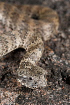 Common death adder (Acanthophis antarcticus) well camouflaged in its natural habitat. Queensland, Australia, February