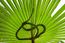 Common tree snake (Dendrelaphis punctulata)silhouette seen through a palm frond. Queensland, Australia, February
