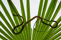 Common tree snake (Dendrelaphis punctulata) seen through a palm frond. Queensland, Australia, February