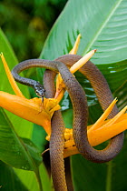 Common tree snake (Dendrelaphis punctulata) on a yellow Heliconia flower. Queensland, Australia, February