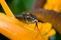 Close-up of Common tree snake (Dendrelaphis punctulata) on a yellow Heliconia flower. Queensland, Australia, February
