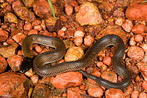 Curl snake (Suta Suta) resting on red gravel. Queensland, Australia, February