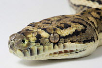 Close-up of head of Coastal carpet python (Morelia Spilota McDowelli) on white background, Queensland, Australia