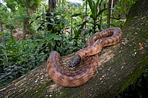 Massive 2.5 metre Black-headed python (Aspidites melanocephalus) perched on a tree trunk in the forest. Queensland, Australia, February