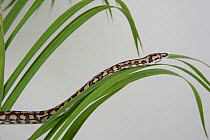 Young Coastal Carpet Python (Morelia spilota mcdowelli) moving over vegetation, Queensland, Australia