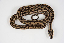 Young Coastal Carpet Python (Morelia spilota mcdowelli) on white background, Queensland, Australia