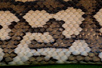 Detail of scale pattern on skin of a young Coastal Carpet Python (Morelia spilota mcdowelli). Queensland, Australia