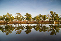 Row of Eucalyptus trees (Eucalyptus sp.) reflected on an oasis in the middle of the dry outback. Camooweal campground, Queensland, Australia, February 2008