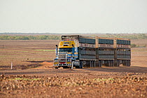 The massive Australian roadtrains rule the outback roads. The longest these trucks get is up to 53 metres. Queensland, Australia, February 2008