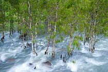 Paperbark forest (Melaleuca sp) submerged in a fast flowing and flooded creek, Queensland, Australia, February 2008