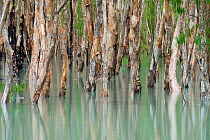 Paperbark forest (Melaleuca sp) trees submerged in a flooded creek, Queensland, Australia, February 2008