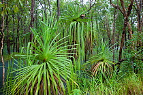 Screw palm / pine (Pandanus spiralis) submerged in the flooded bush. Queensland, Australia, February