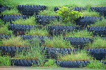 Old used truck tyres recycled and filled with plants  to landscape the bauxite mining area wall facing the highway. Queensland, Australia, February 2008