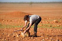 Researcher Guido Westhoff turning rocks in the desert looking for snakes taking shelter underground. Queensland, Australia, February 2008