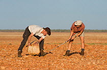 Researchers Guido and Katja Westhoff turning rocks in the desert looking for snakes taking shelter underground. Queensland, Australia, February 2008