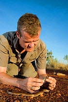 Researcher Guido Westhoff handling a curl snake (Suta suta) caught earlier in Corella Dam. Queensland, Australia, February 2008. Model released.