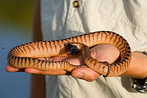 Researcher Guido Westhoff handling a Black-headed python (Aspidites melanocephalus). Queensland, Australia, February 2008