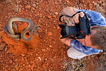 Researcher Guido Westhoff photographing an olive python (Liasis olivaceus) on a termite mound. Queensland, Australia, February 2008