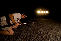 Researcher Guido Westhoff catching a highly venomous Common death adder (Acanthophis antarcticus) found 10 minutes into his group's evening road collection. The death adder ranks 9th out of the top 10...