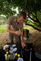 Researcher Guido Westhoff handles a highly venomous Common death adder (Acanthophis antarcticus) to extract a tooth from its mouth. He works in a mobile lab in the bush. The death adder ranks 9th out...