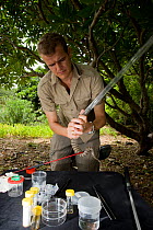 Researcher Guido Westhoff handling a highly venomous Common death adder (Acanthophis antarcticus) to extract a tooth from its mouth. He works in a mobile lab in the bush. The death adder ranks 9th out...