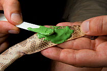 Researcher Guido Westhoff applying dental rubber to the skin of a Horned sea snake (Acalyptophis peronii) to take a print of its skin. The print will be looked at under an electron microscope to find...