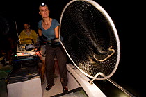 Researcher Katja Westhoff scooping a sea snake out of the water. The snake is being caught as part of a project to discover more about seasnake skin ultrastructure and sensory receptors. Queensland, Australia, February 2008