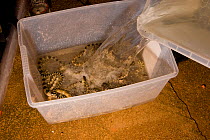 Water being poured onto freshly caught sea snakes stored in plastic crate. These snakes have been caught as part of a project to discover more about seasnake skin ultrastructure and sensory receptors....