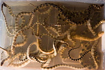 Freshly caught sea snakes swimming inside a plastic crate. These snakes have been caught as part of a project to discover more about seasnake skin ultrastructure and sensory receptors. Queensland, Aus...