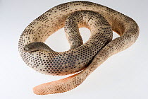 Horned sea snake (Acalyptophis peronii) coiled with its head resting on its body, against a white background. Queensland, Australia