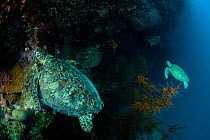 Four Green turtles (Chelonia mydas) looking for resting places on the reef. Sipadan Island, Semporna, Sabah, Malaysia, June