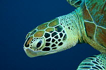Green turtle (Chelonia mydas) portrait. Sipadan Island, Semporna, Sabah, Malaysia