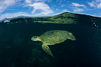 Split level shot of Green turtle (Chelonia mydas) in the reef shallows. Sipadan Island, Sabah, Malaysia, June