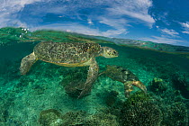 Split level shot of mating pair of Green turtles (Chelonia mydas) in the reef shallows. Sipadan Island, Sabah, Malaysia, June