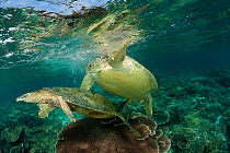 Mating green turtles (Chelonia mydas) in the reef shallows. Sipadan Island, Sabah, Malaysia, June