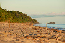 Leatherback turtle nesting sites with stick markers on the sand. Warmamedi beach, Bird's Head Peninsula, West Papua, Indonesia, July 2009