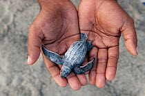 Baby Leatherback turtle (Dermochelys coriacea) in WWF Sorong staff-member Eki's hands. Warmamedi beach, Bird's Head Peninsula, West Papua, Indonesia, July 2009