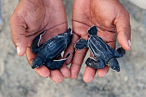 Baby Leatherback turtles (Dermochelys coriacea) in WWF Sorong Staff Eki's hands. Warmamedi beach, Bird's Head Peninsula, West Papua, Indonesia, July 2009