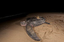 Leatherback turtle (Dermochelys coriacea) female equipped with sattelte transmitter returning to sea after nesting on the beach. Warmamedi beach, Bird's Head Peninsula, West Papua, Indonesia, July 200...