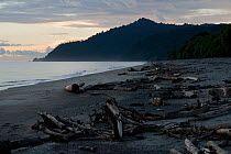 Leatherback turtle nesting beach commonly patrolled by WWF staff to monitor the nesting females and young turtles. Warmamedi beach, Bird's Head Peninsula, West Papua, Indonesia, July 2009