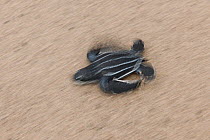 Baby Leatherback turtle (Dermochelys coriacea) heading quickly to the sea after hatching. Warmamedi beach, Bird's Head Peninsula, West Papua, Indonesia, July 2009