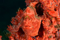 Pink Painted frogfish (Antennarius pictus) well-camouflaged on a pink sponge. Lembeh Strait, Sulawesi, Indonesia