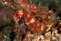Seahorse (Hippocampus moluccensis) camouflaged on seabed, Lembeh Strait, Sulawesi, Indonesia