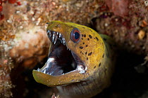 RF- Spot-face / Fimbriated moray eel (Gymnothorax fimbriatus) peering out of a hole in the reef. Lembeh Strait, Sulawesi, Indonesia. (This image may be licensed either as rights managed or royalty fre...