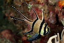 Banggai cardinalfish (Pterapogon kauderni). Lembeh Strait, Sulawesi, Indonesia