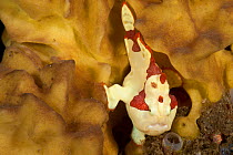 Juvenile Warty / Clown frogfish (Antennarius maculatus) on a sponge. Lembeh Strait, Sulawesi, Indonesia