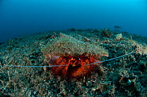 Red hermit crab (Dardanus megistos) on sandy bottom. Lembeh Strait, Sulawesi, Indonesia